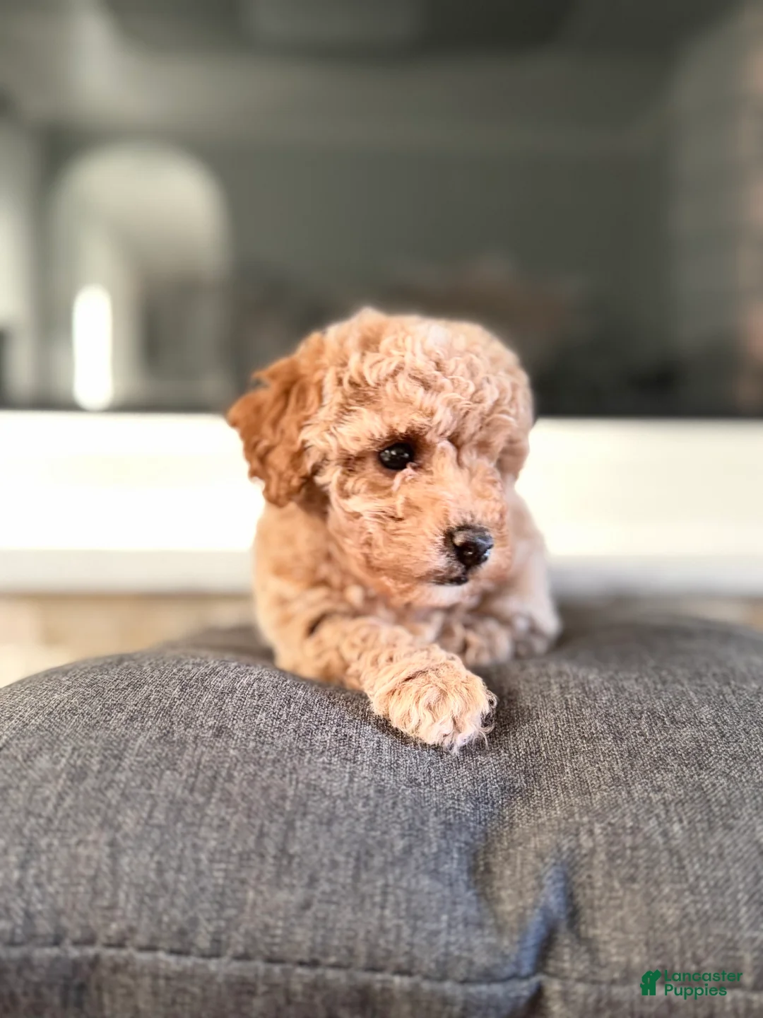 Bichpoo dogs for sale: Daisy - Ad 1