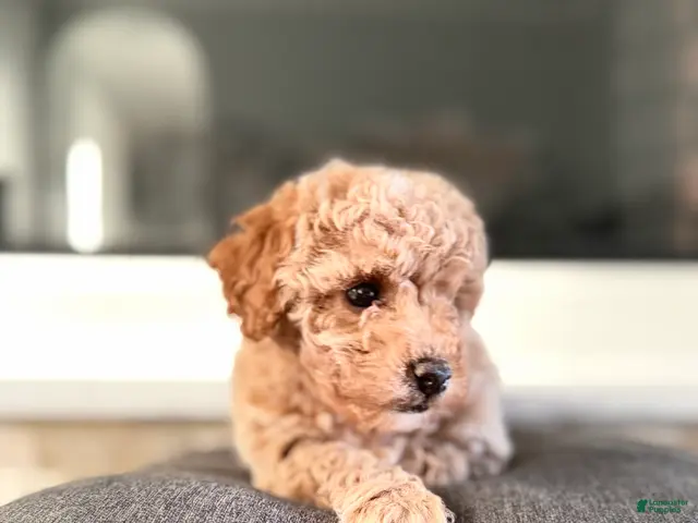 Bichpoo dogs for sale: Daisy - Ad 1