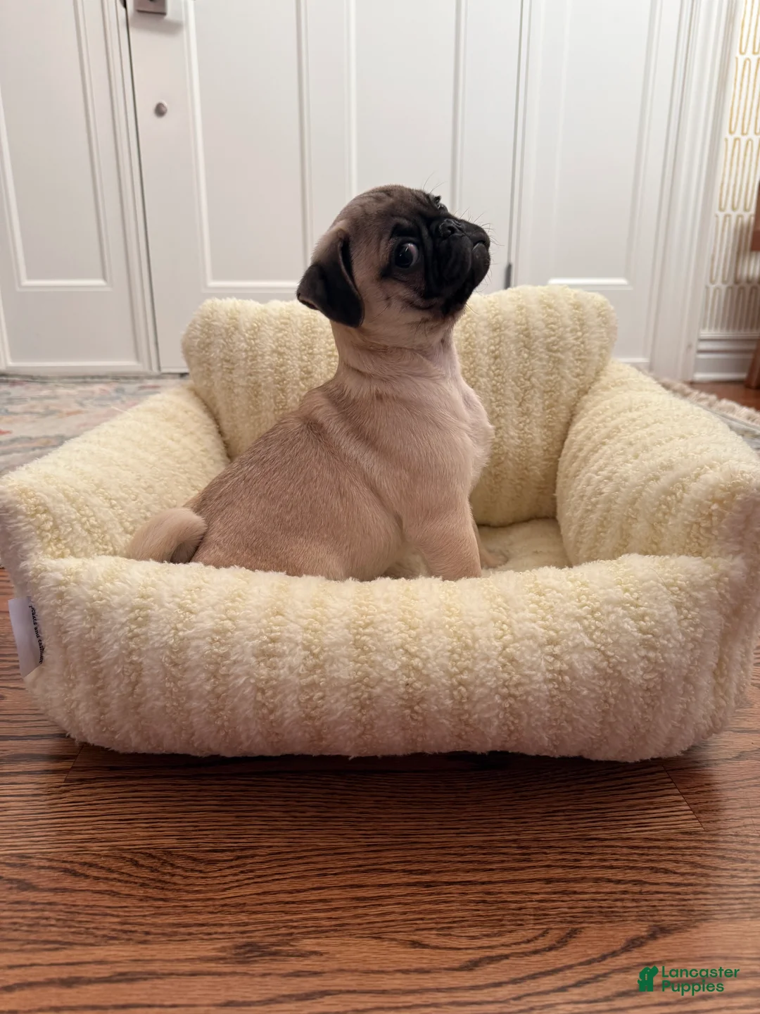 Pug dogs for sale: Pug Puppy 1 - Ad 7