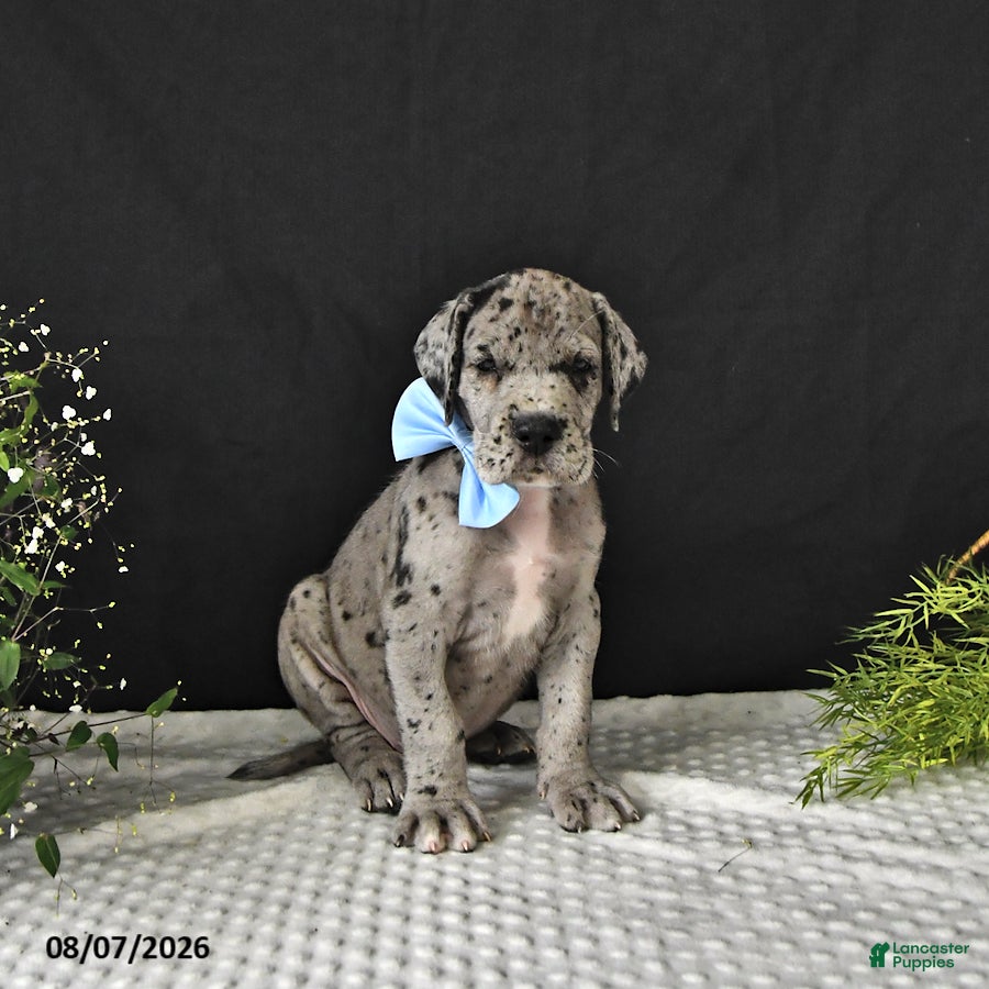 Great Dane dogs Dallas - Ad 2