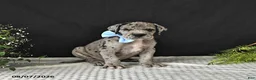 Great Dane dogs for sale: Dallas - Ad 2