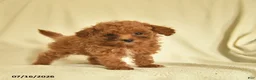 Toy Poodle dogs for sale: Lester  - Ad 3