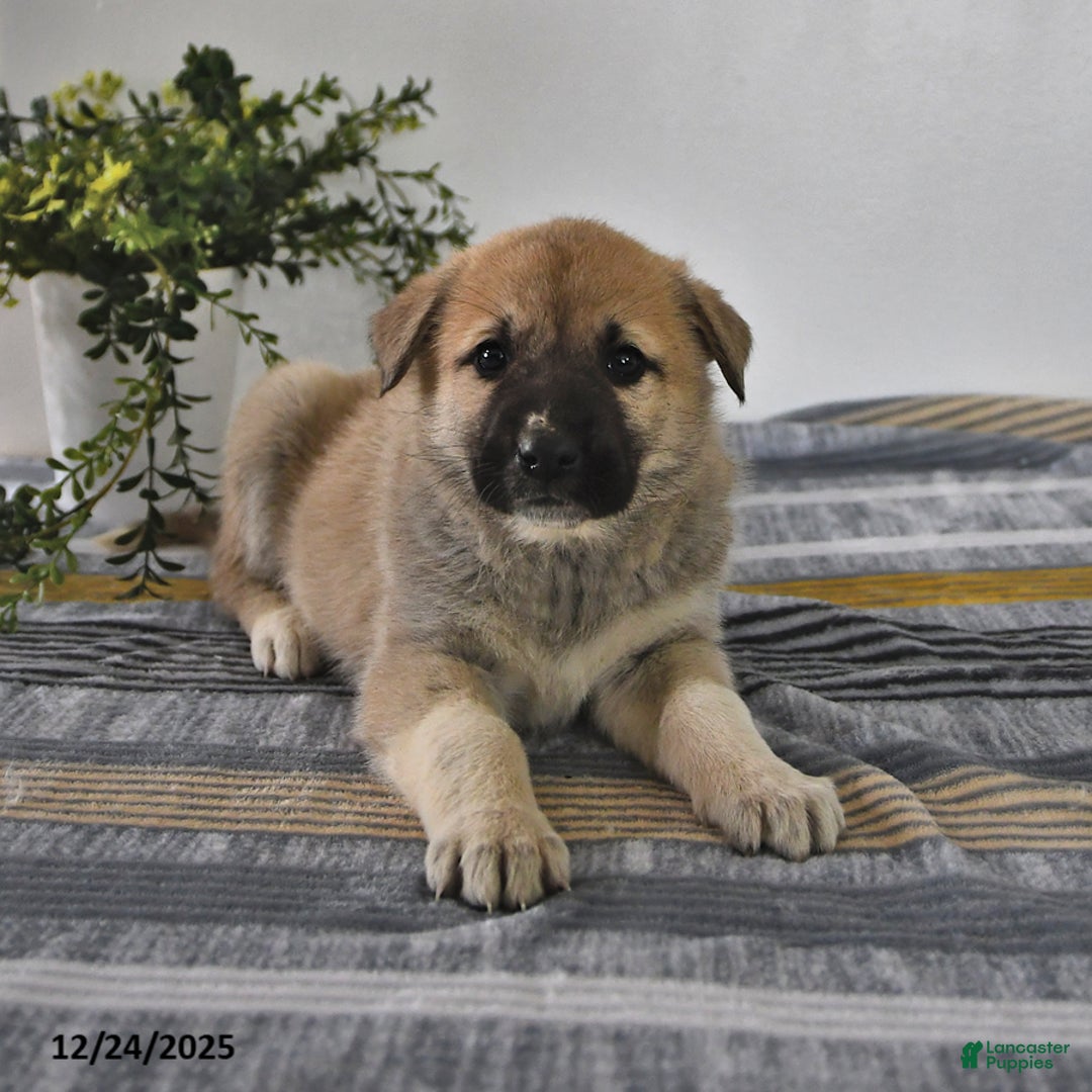 Mixed Breed dogs for sale: Gloria - Ad 2