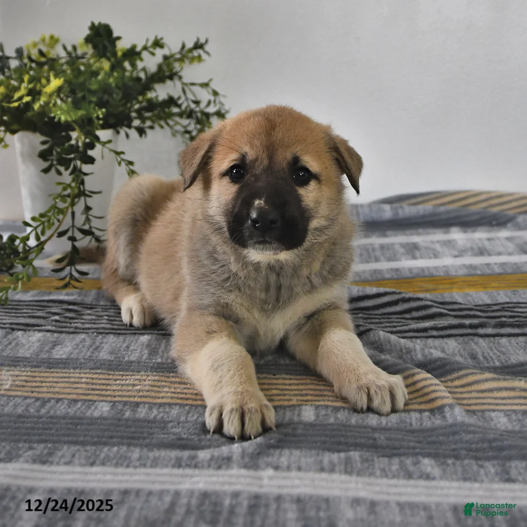 Mixed Breed dogs for sale: Gloria - Ad 7