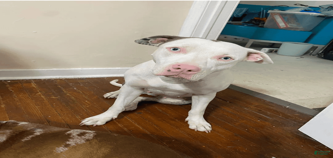 Gallery Image {{count}}