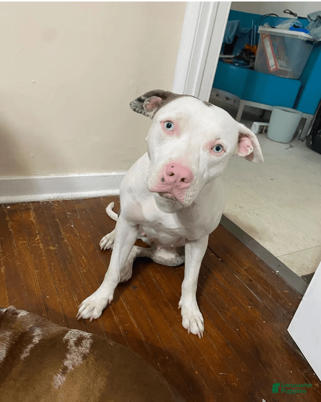 Gallery Image {{count}}