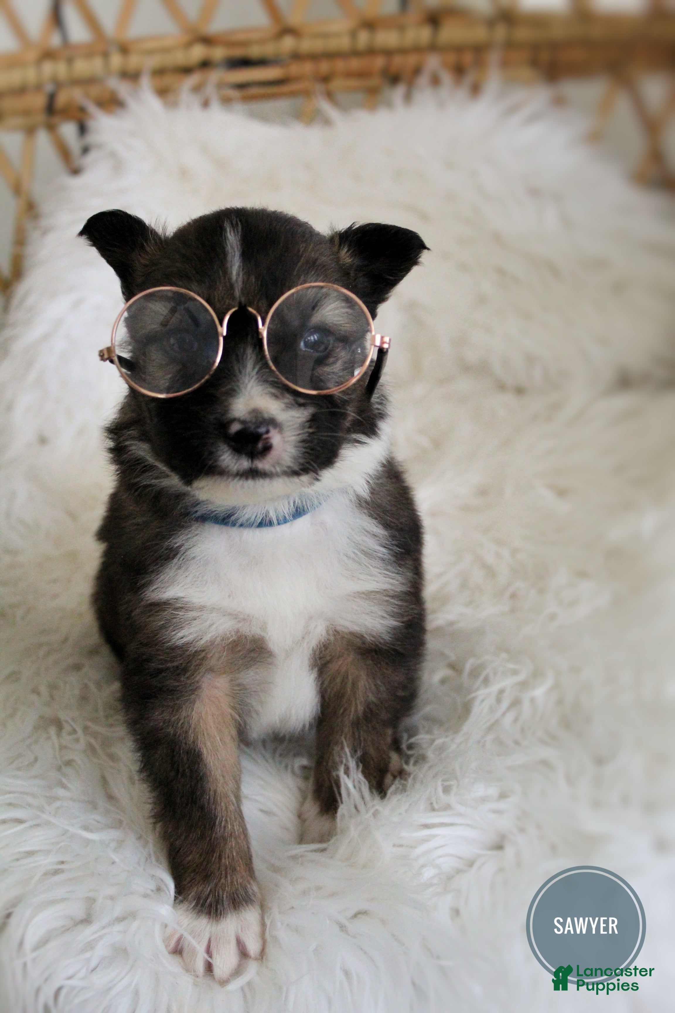 Mixed Breed dogs Sawyer  - Ad 2