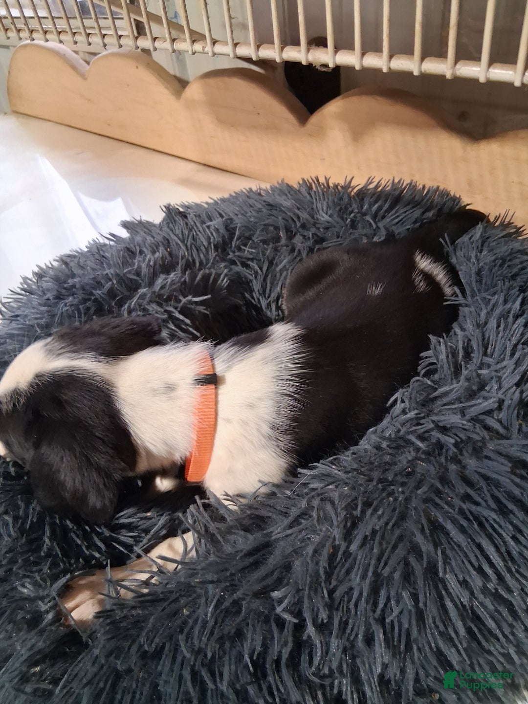 Mixed Breed dogs for sale: Mabel - Ad 4