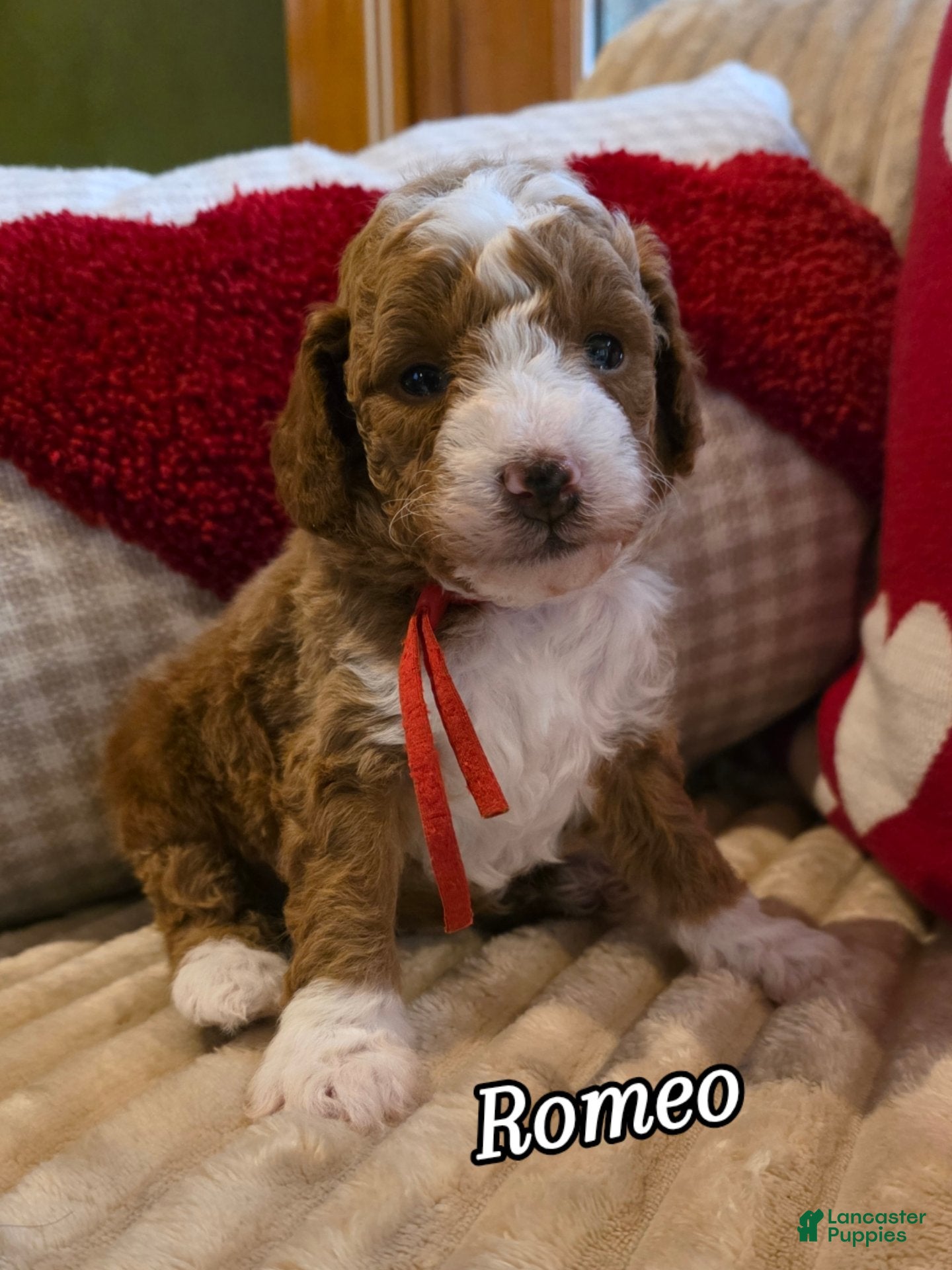 Mini Goldendoodle dogs Romeo  - Ad 14