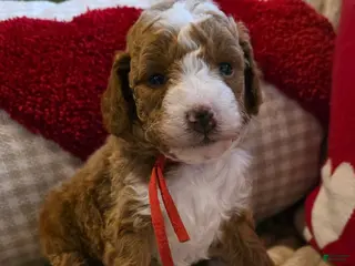 Mini Goldendoodle dogs Romeo - Ad 14