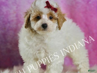 Miniature Poodle dogs Bambi - Ad 20