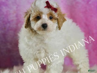 Miniature Poodle dogs Bambi - Ad 41