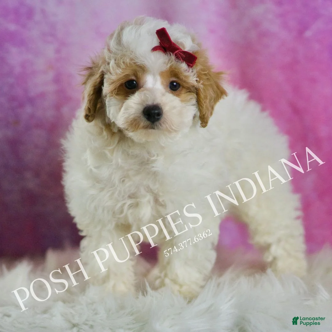 Miniature Poodle dogs for sale: Bambi - Ad 1