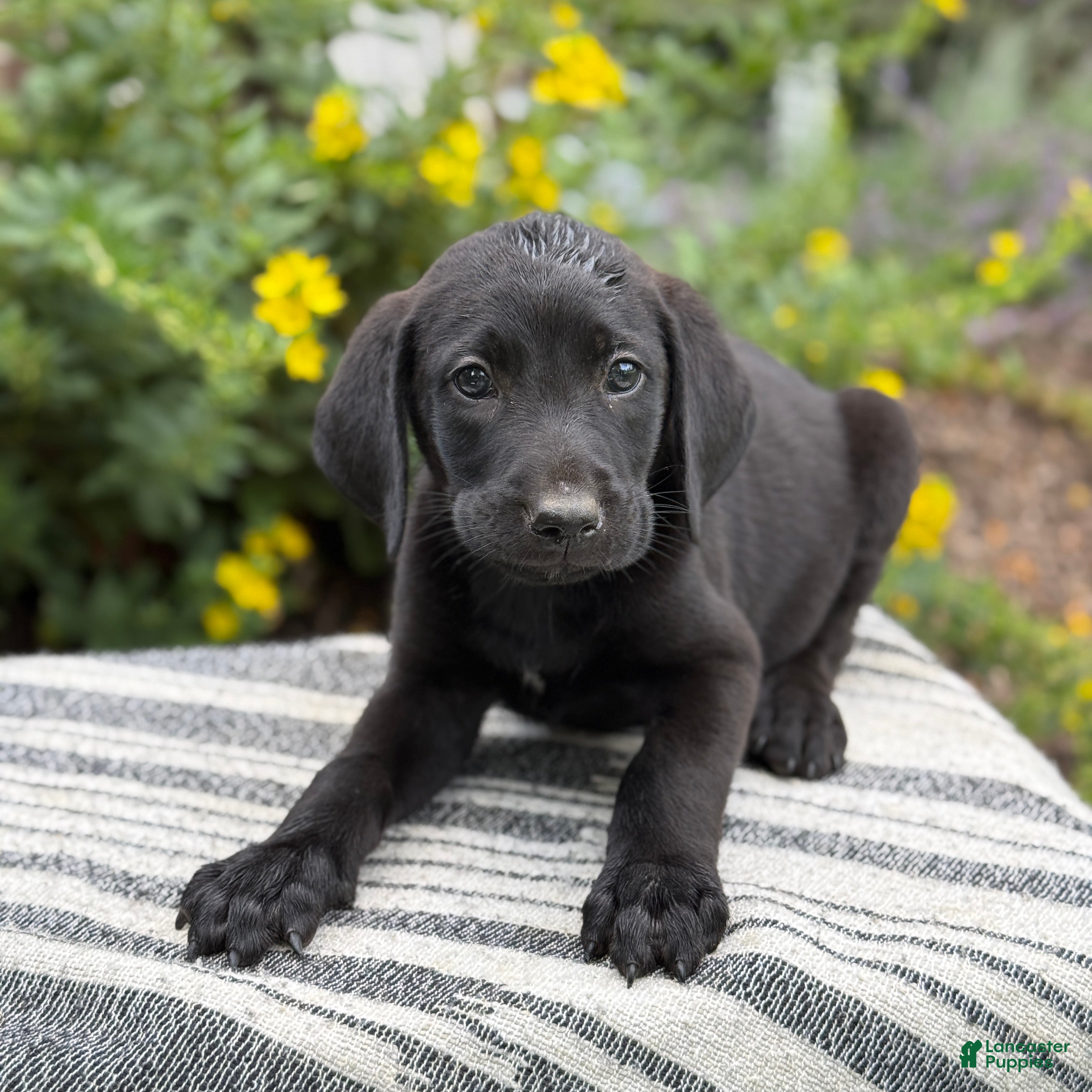 Mixed Breed dogs Georgie - Ad 1