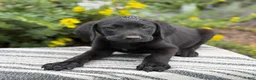 Mixed Breed dogs for sale: Georgie - Ad 1