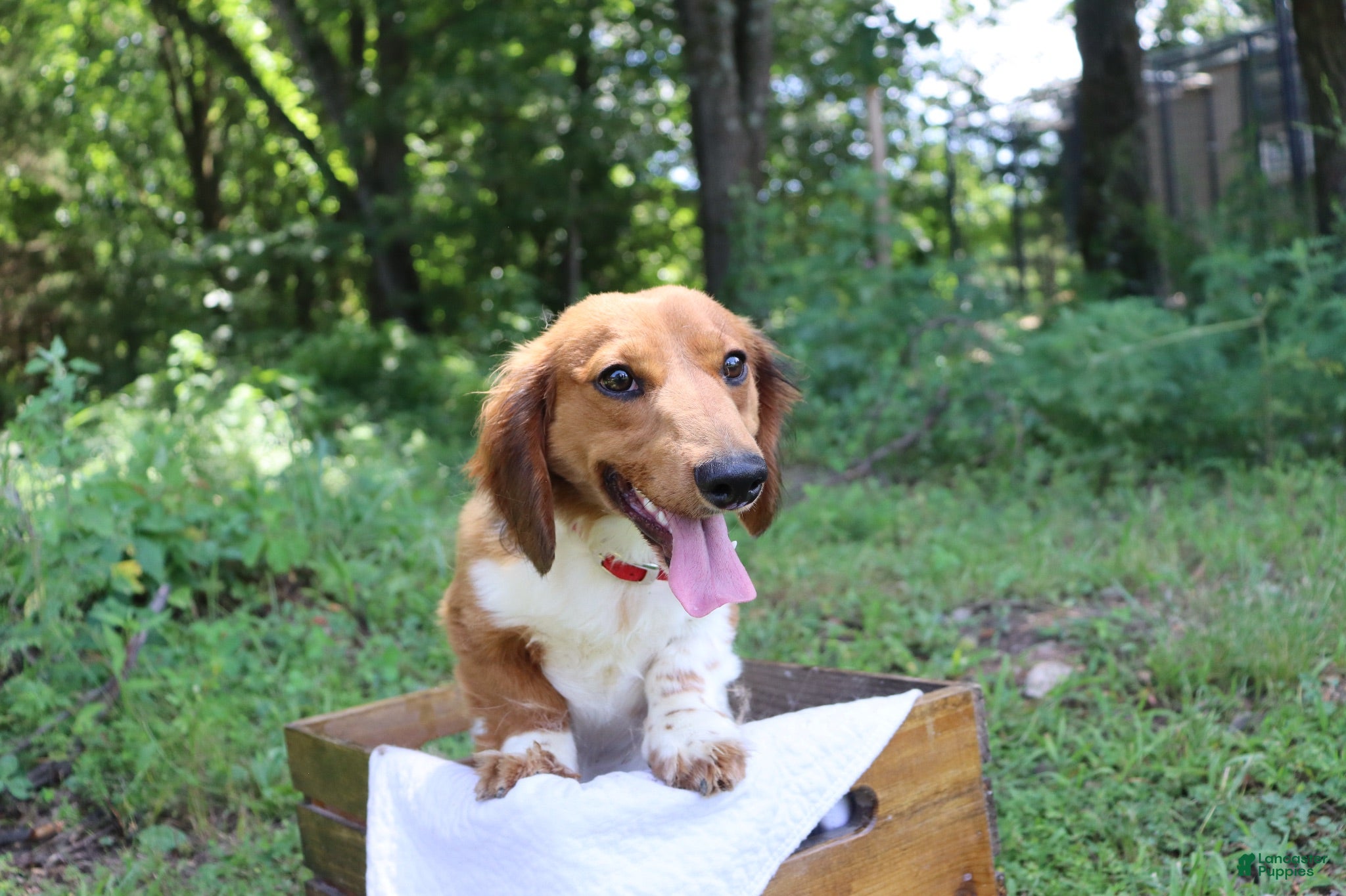 Miniature Dachshund dogs Miniature Dachshund 1 - Ad 2