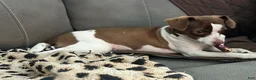 Chihuahua dogs for sale: Chihuahua 1 - Ad 1