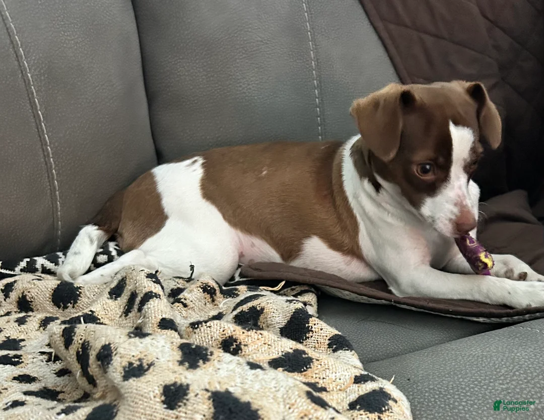 Chihuahua dogs for sale: Chihuahua 1 - Ad 1