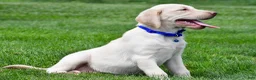 Labrador Retriever dogs for sale: Tammy - Ad 2