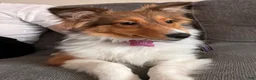 Shetland Sheepdog dogs for sale: Lucy - Ad 6