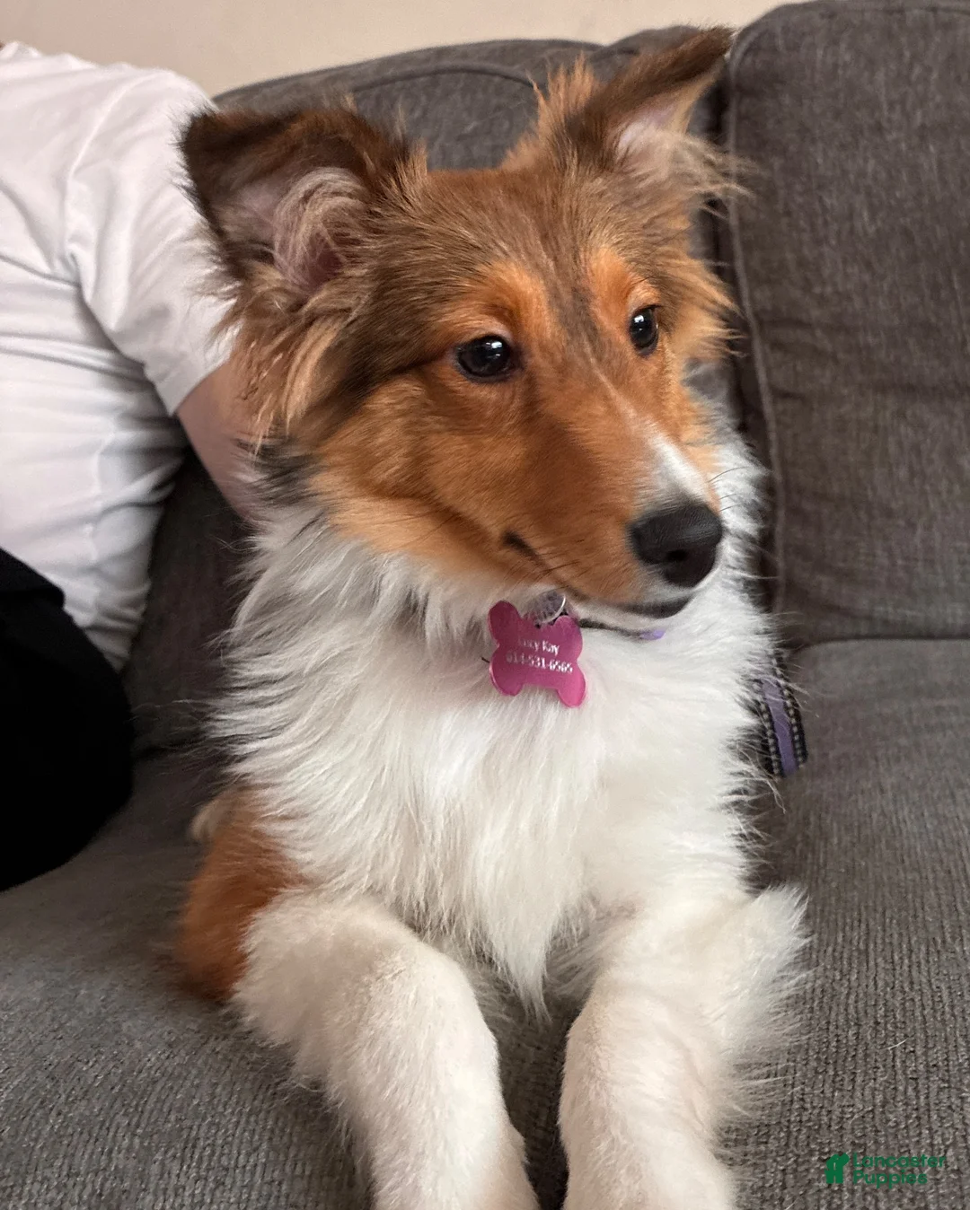 Shetland Sheepdog dogs for sale: Lucy - Ad 6