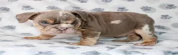 English Bulldog dogs for sale: Snoop - Ad 4