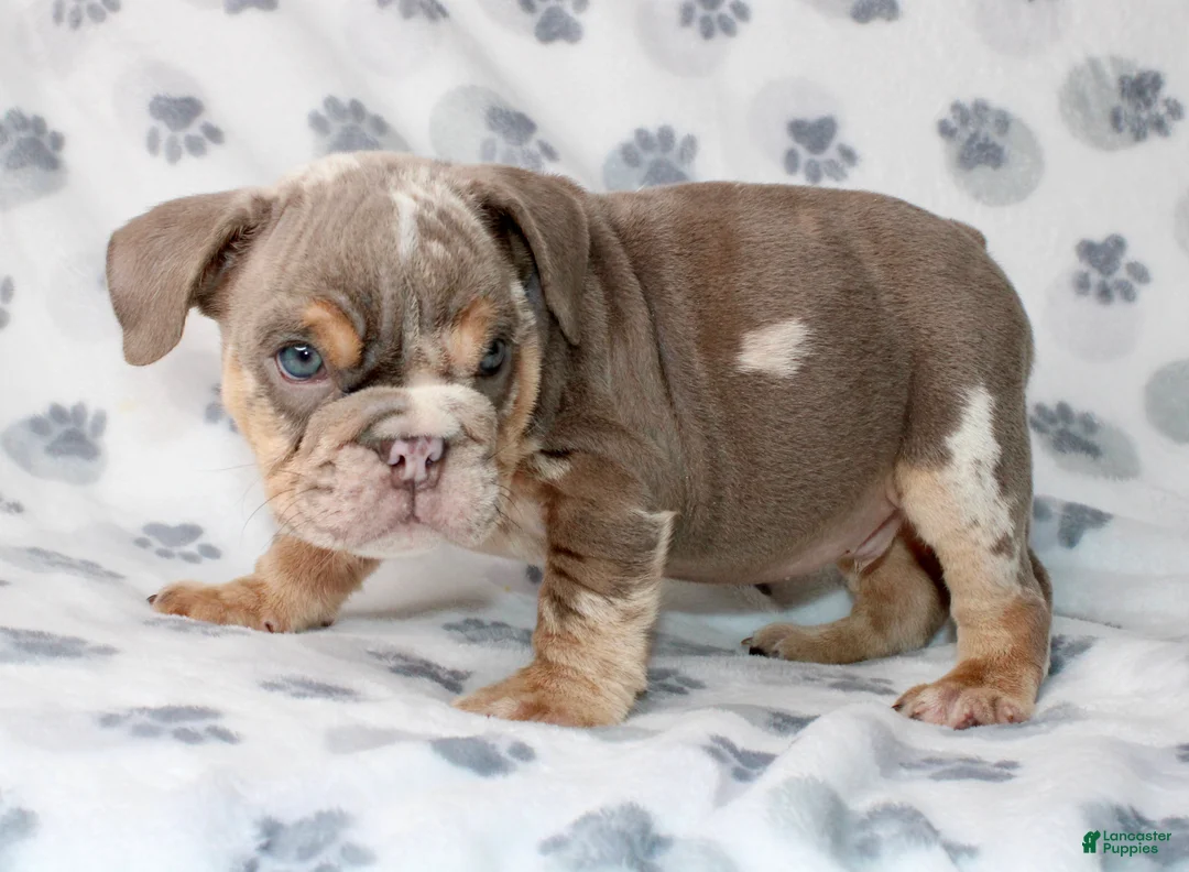 English Bulldog dogs for sale: Snoop - Ad 4
