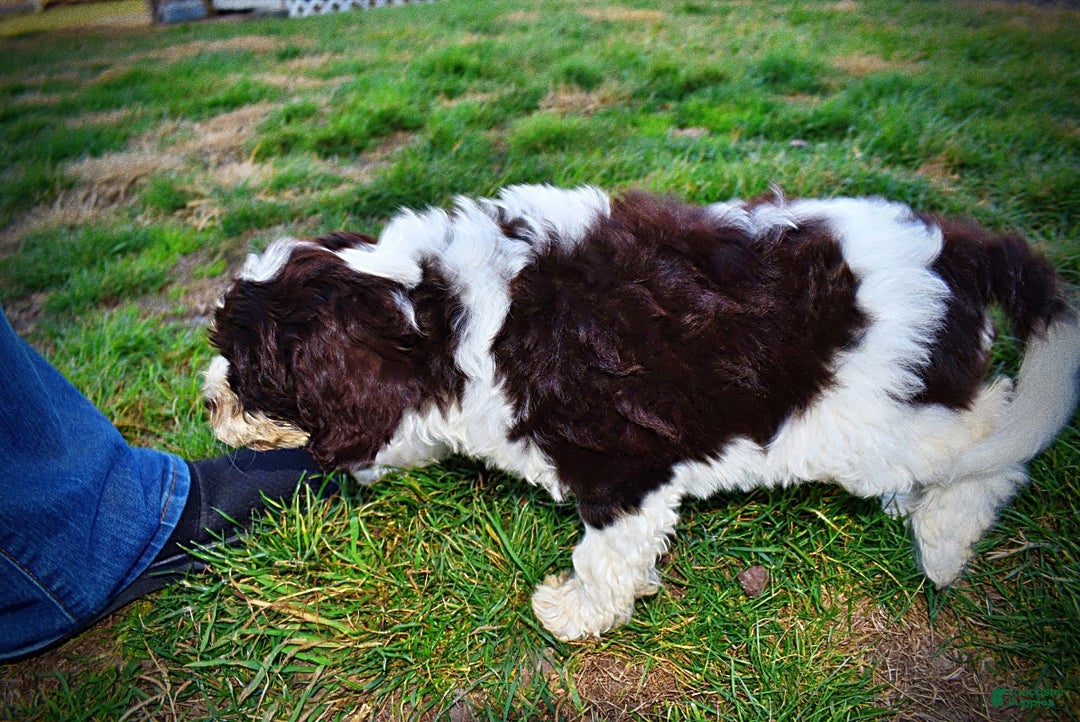 Havapoo dogs for sale: Priscilla - Ad 16