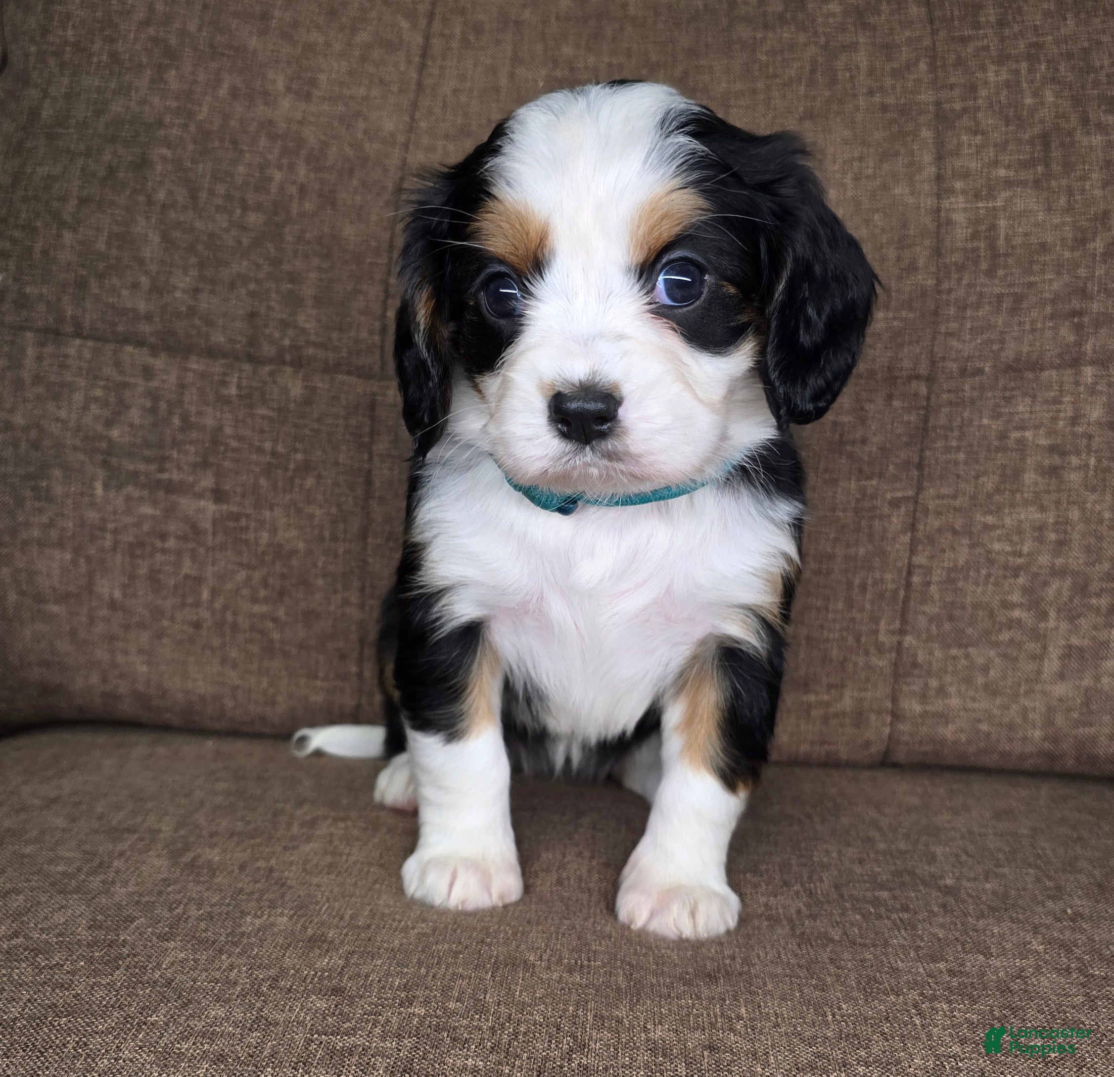 Miniature Bernese Mountain Dog dogs Paris - Ad 2