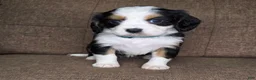 Miniature Bernese Mountain Dog dogs for sale: Sorrento [Reserved] - Ad 11