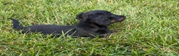 Miniature Dachshund dogs for sale: Kendra - Ad 9
