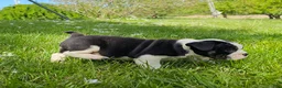Mixed Breed dogs for sale: Mini Bulldog Tuxedo Boy - Ad 3
