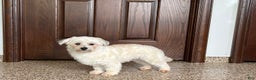 Havanese dogs for sale: Leo - Ad 5