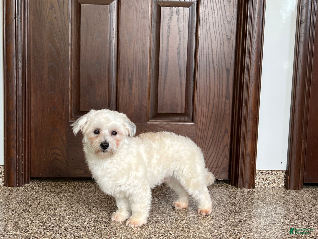 Havanese dogs for sale: Leo - Ad 5