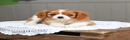 Cavalier King Charles Spaniel dogs for sale: Brody - Ad 3