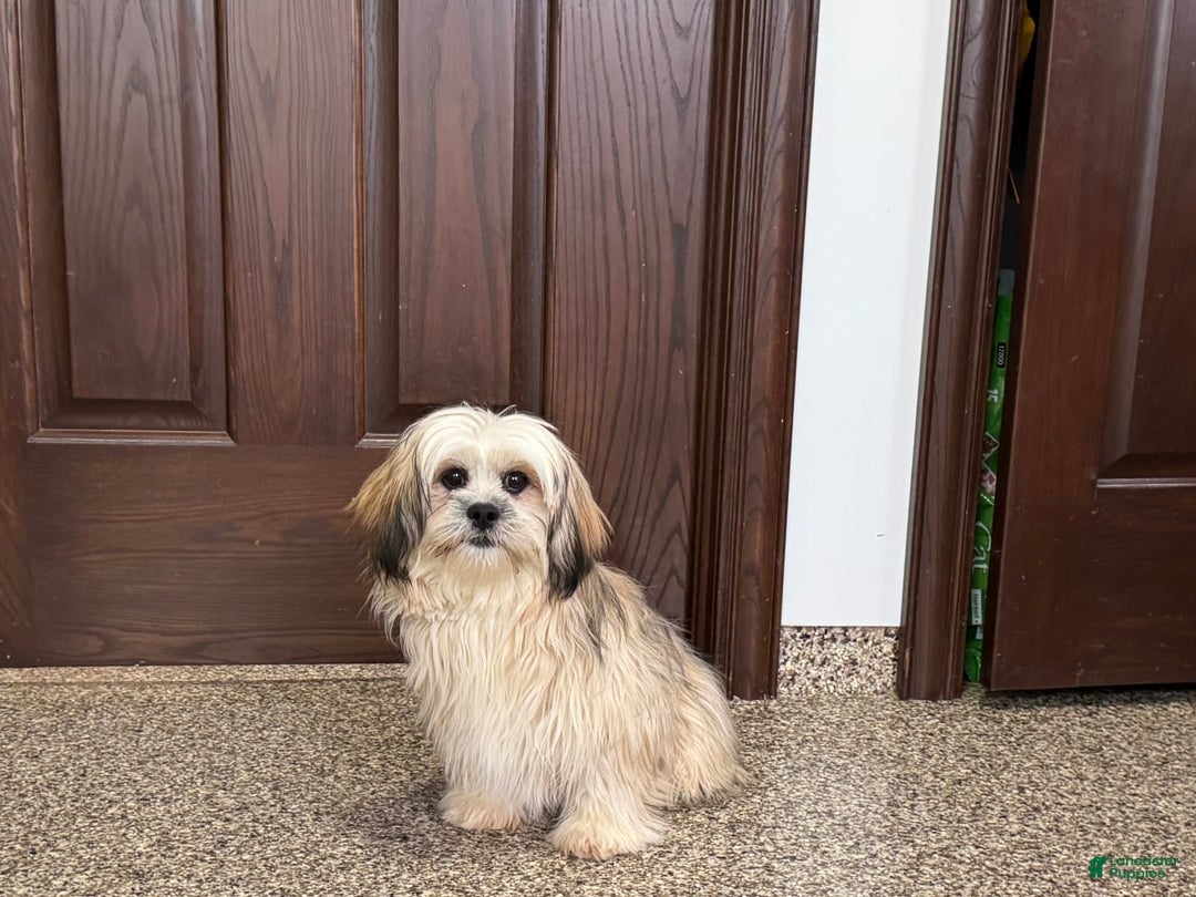 Lhasa Apso dogs for sale: Heather - Ad 1