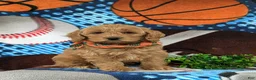 Cockapoo dogs for sale: Link - Ad 3