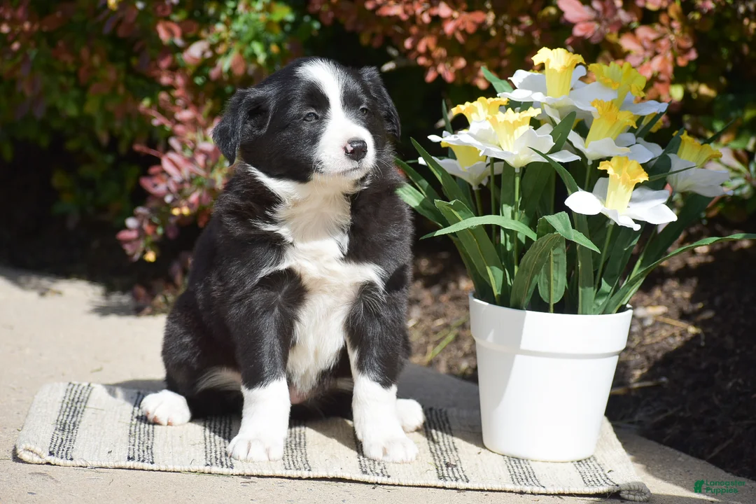 Border Collie dogs for sale: Dayla - Ad 2