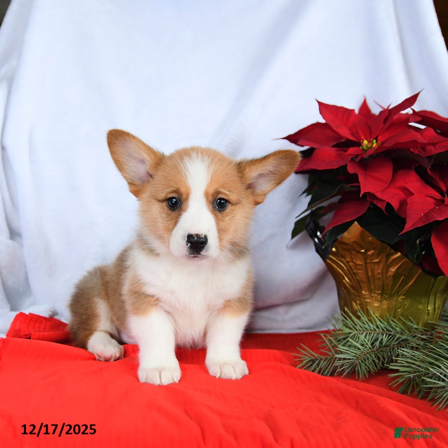 Welsh Corgi Pembroke dogs Rex - Ad 15