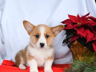 Welsh Corgi Pembroke dogs Rex - Ad 6