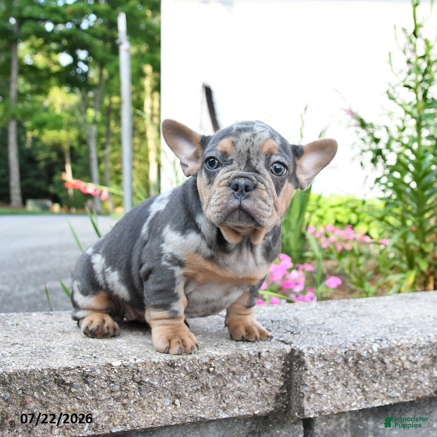 Mixed Breed dogs Chimpanzee - Ad 2