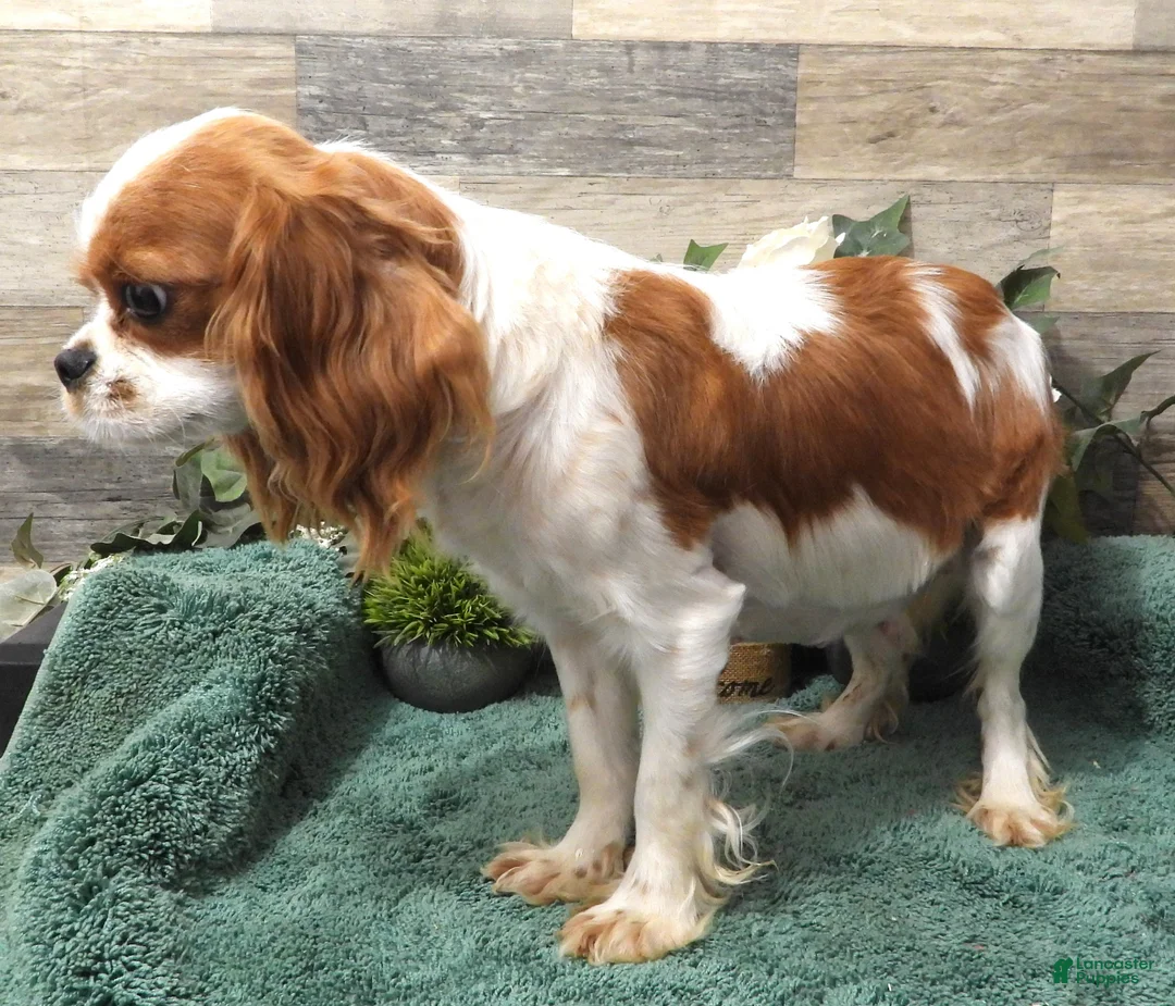Cavapoo dogs for sale: Ginger #4 Male - Ad 5