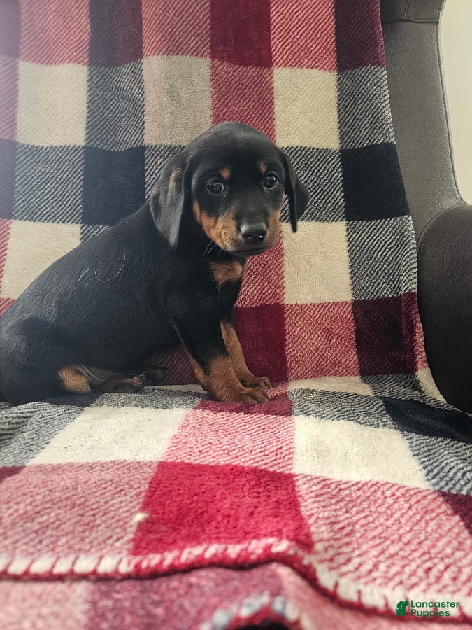 Mixed Breed dogs for sale: Zoey - Ad 2