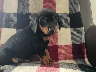 Mixed Breed dogs for sale: Zoey - Ad 2