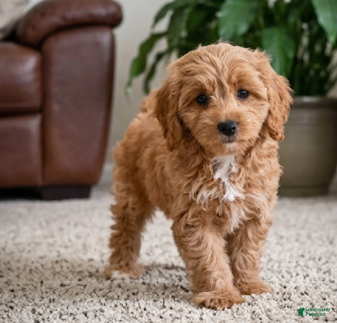 Cavapoo dogs for sale: Betty - Ad 1