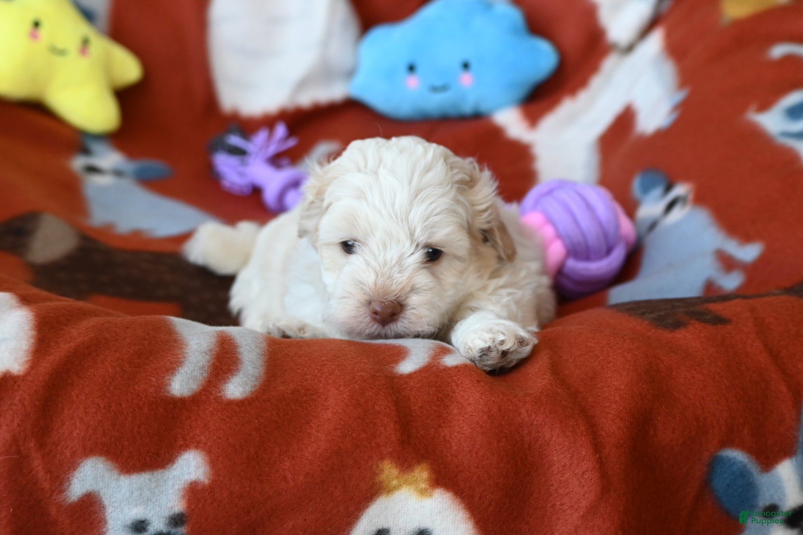 Havapoo dogs Calvin - Ad 1