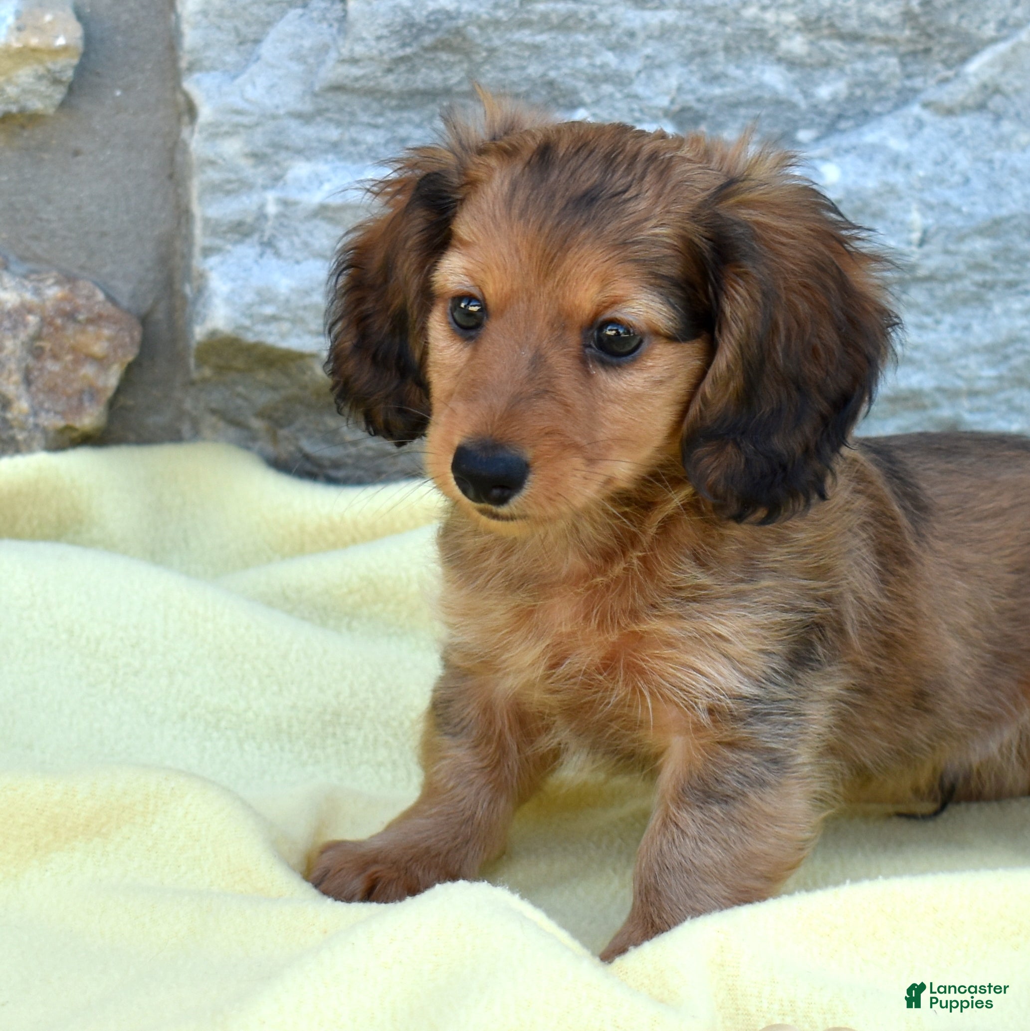Miniature Dachshund dogs Copper - Ad 2