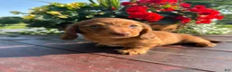 Miniature Dachshund dogs for sale: Tanner - Ad 5