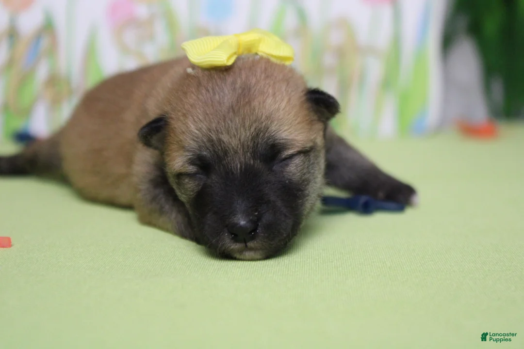 Shiba Inu dogs for sale: Cyndi  - Ad 2