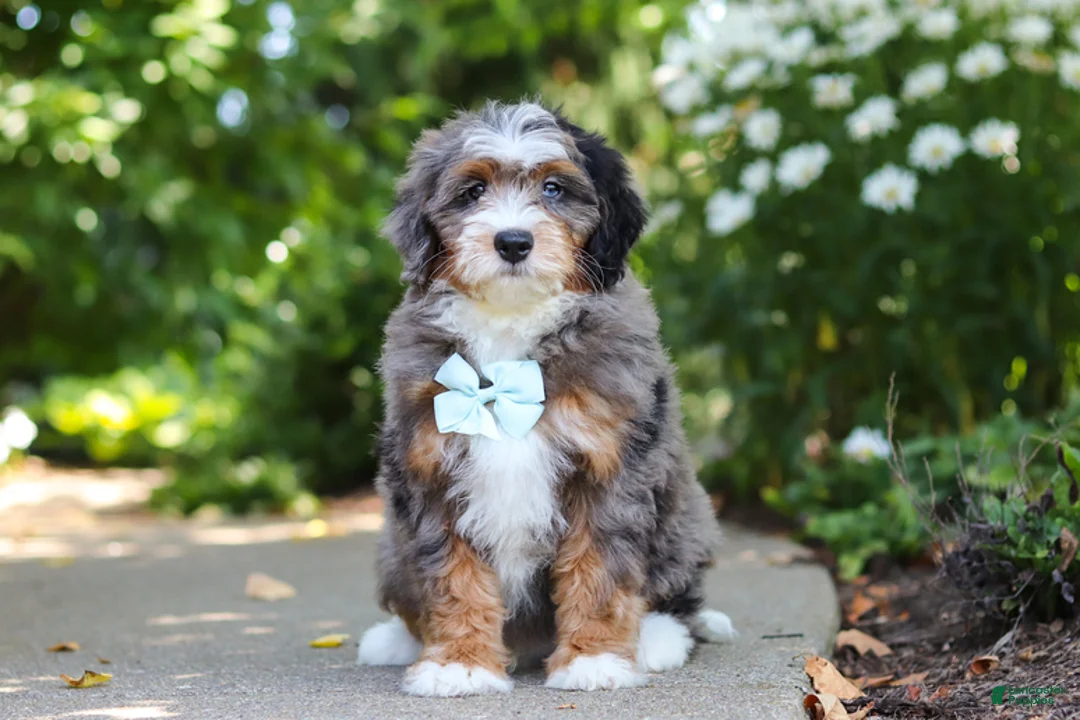 Mini Bernedoodle dogs for sale: Koda - Ad 1